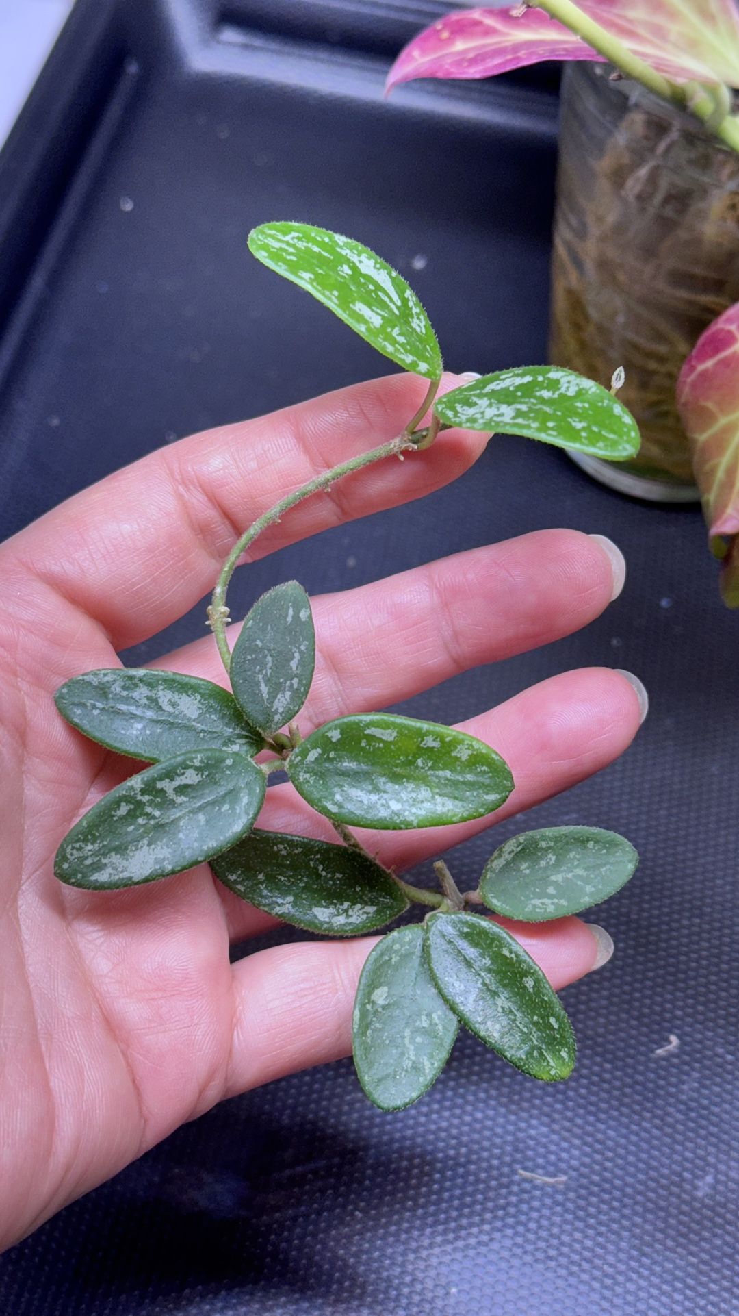 Hoya Lima Splash (Reserved)