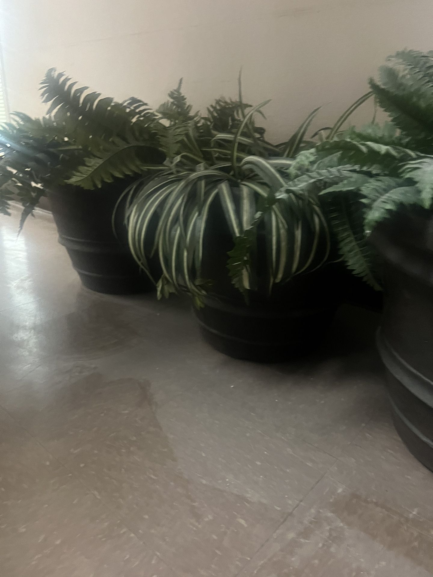 Plants Pots (fake)