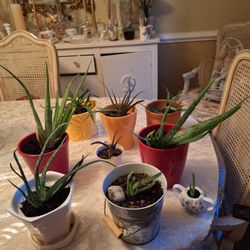 Aloe Vera