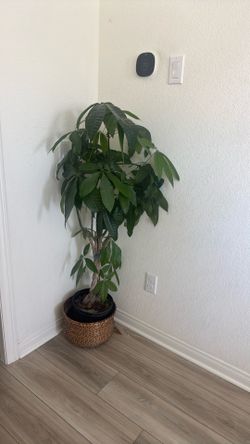 Money plant