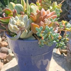 Succulents 