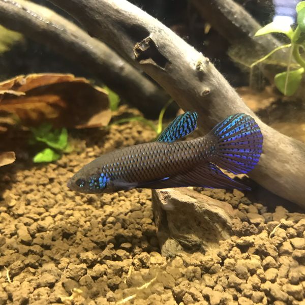 Betta Smaragdina Guitar Wild Betta Fish For Sale In Victorville, CA ...