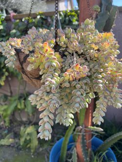 Succulent Basket