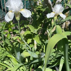 Iris Blanca Maceta Grande De 15 Galon 