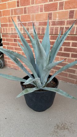 Large Blue Agaves for Sale