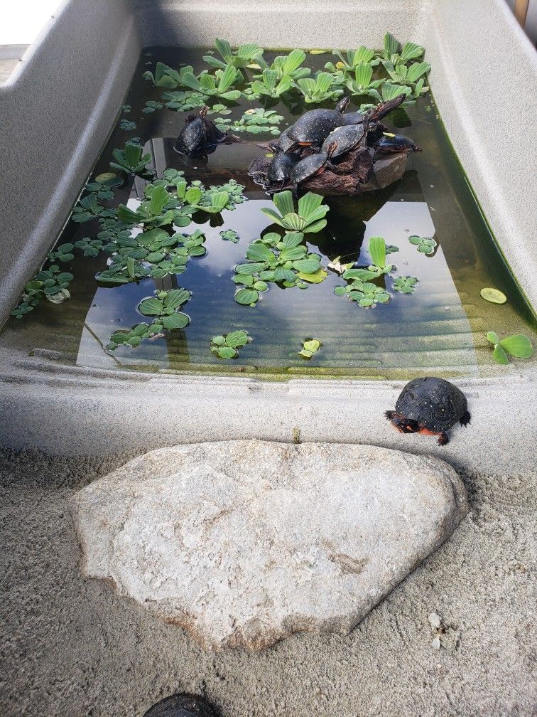 Medium Waterland Tub For Turtles / Reptiles