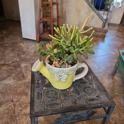 Succulents In Cute Pot With Drainage 