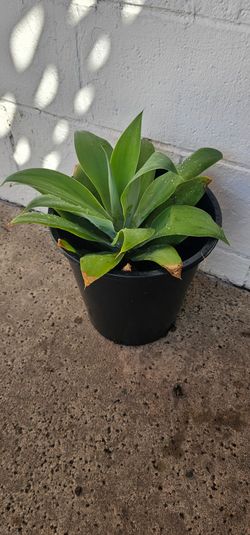 5 Gallon Foxtail Agave Plant (Agave Attenuata) - Healthy & Thornless!