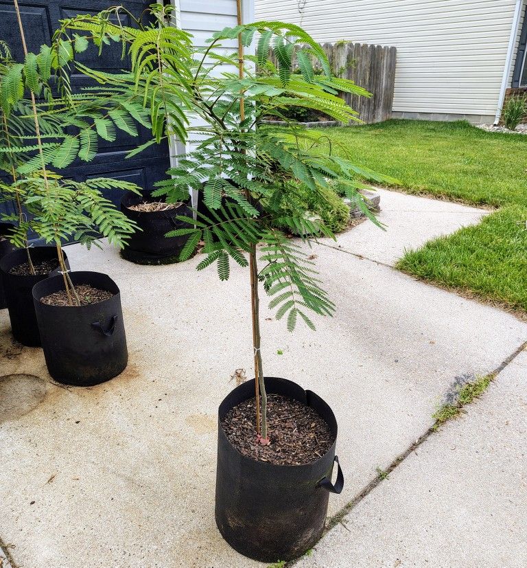 Albizia julibrissin (Mimosa Tree or Silk Tree)