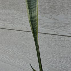 Snake Plant 