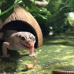 Set Up For Leopard Gecko