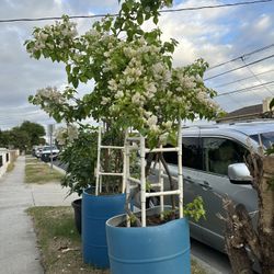 Bougainvillea Plant For Sale