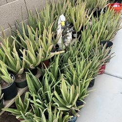  3 For $5 Big Aloe Vera Plants Your Pick