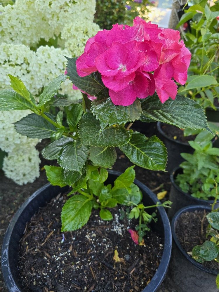 Hydrangea 