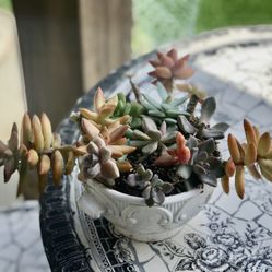 $6 Mix Succulents