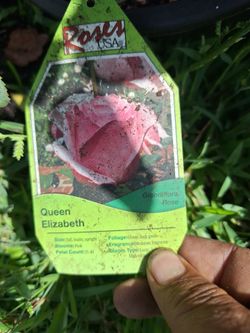 Queen Elizabeth  $15