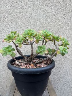 Haworths Aeonium succulent plant