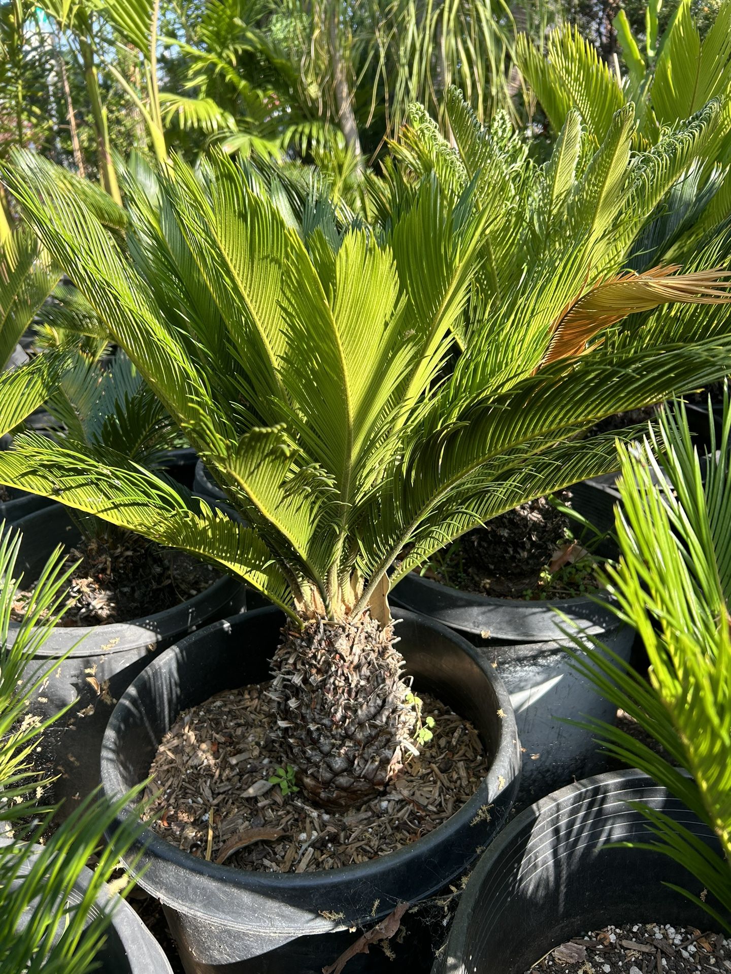 Sago Plant