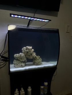 Reef fish tank