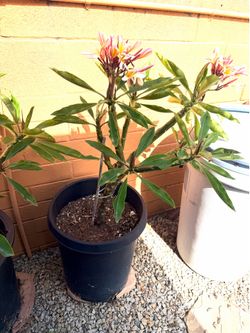 Plumerias in 5 gallon buckets