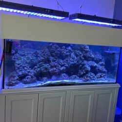 Salt Water Fish Tank..