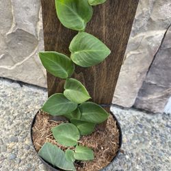 RARE Rhaphidophora Hayi Shingle Plant 🪴 6” Pot ( Two Sides)