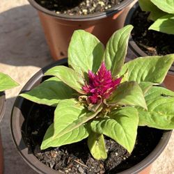 Kimono , Celosia Plant (hot pink Color )