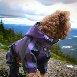 🐾 Pet Raincoat Poncho, Medium 