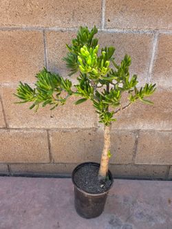 Crassula Ovata Suculent Plant