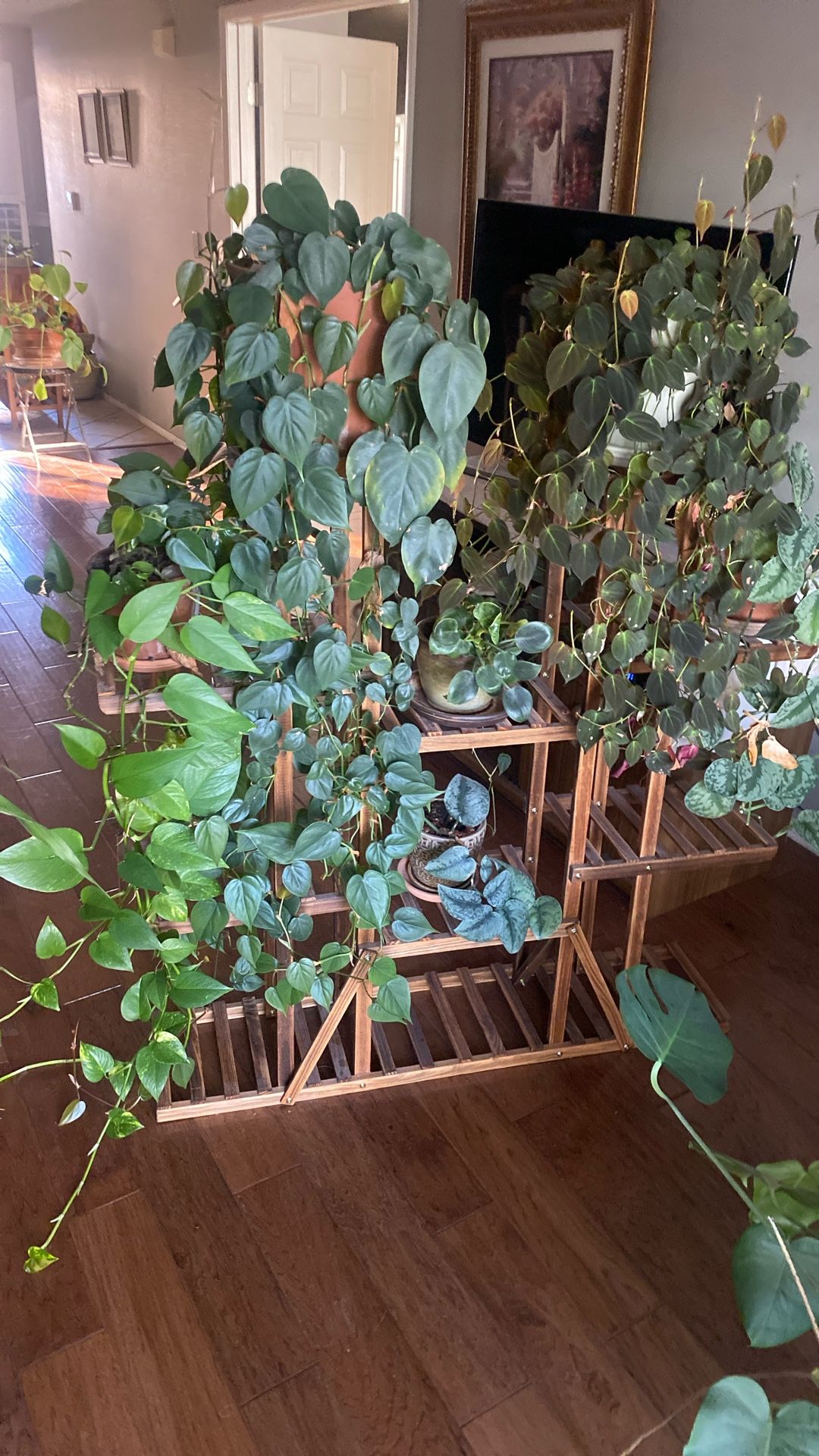 Beautiful Hanging Plants and Multiple Pots