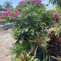 Bougainvillea 