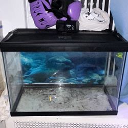 20 Gallon Fish Tank