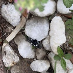 Antique Silver Ring Size 8