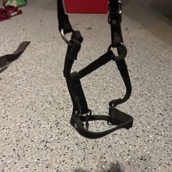 Foal Halter