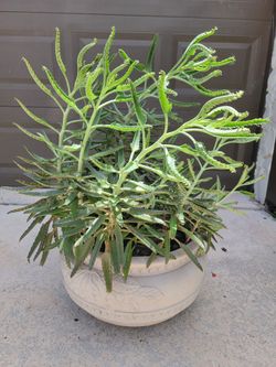 Mother Of Thousand Plant In Big Pot