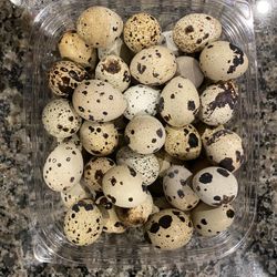 Daily Fresh Quail Eggs