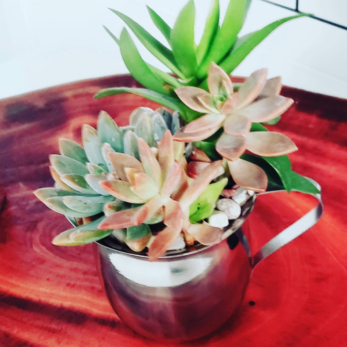 Succulent Collections