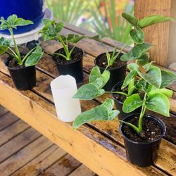 Price is Each —Live indoor Philodendron Fun Bun plant in a plastic nursery pot—firm price