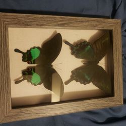 Beautiful butterflies in a 3d case. 6 by 8 inches.