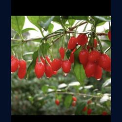Wolfberry Berry Goji Berry Seedling Live Plant Tree (Lycium barbarum) - Lycium 1 Gallon 