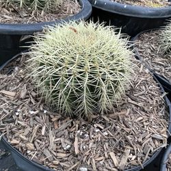 Golden Barrel Cactus