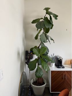 Fiddle Leaf Fig Plant (Real) - 7ft