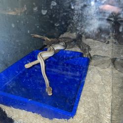 75 Gallon Tank 55 Gallon Tank And (2) 29 Gallon Tanks A 40 Tall And A 20 Gallon Long 