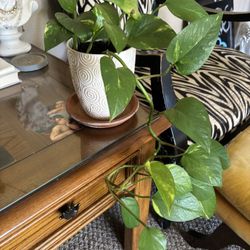 Large Pothos Plant 