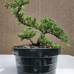 Old Juniper Nana Bonsai Tree