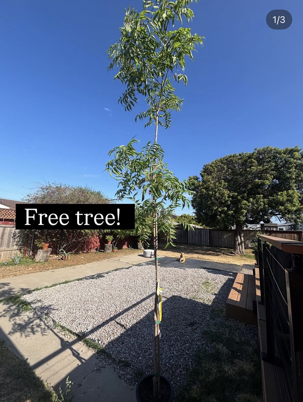 Free Chinese pistache tree for Sale in Chula Vista, CA - OfferUp