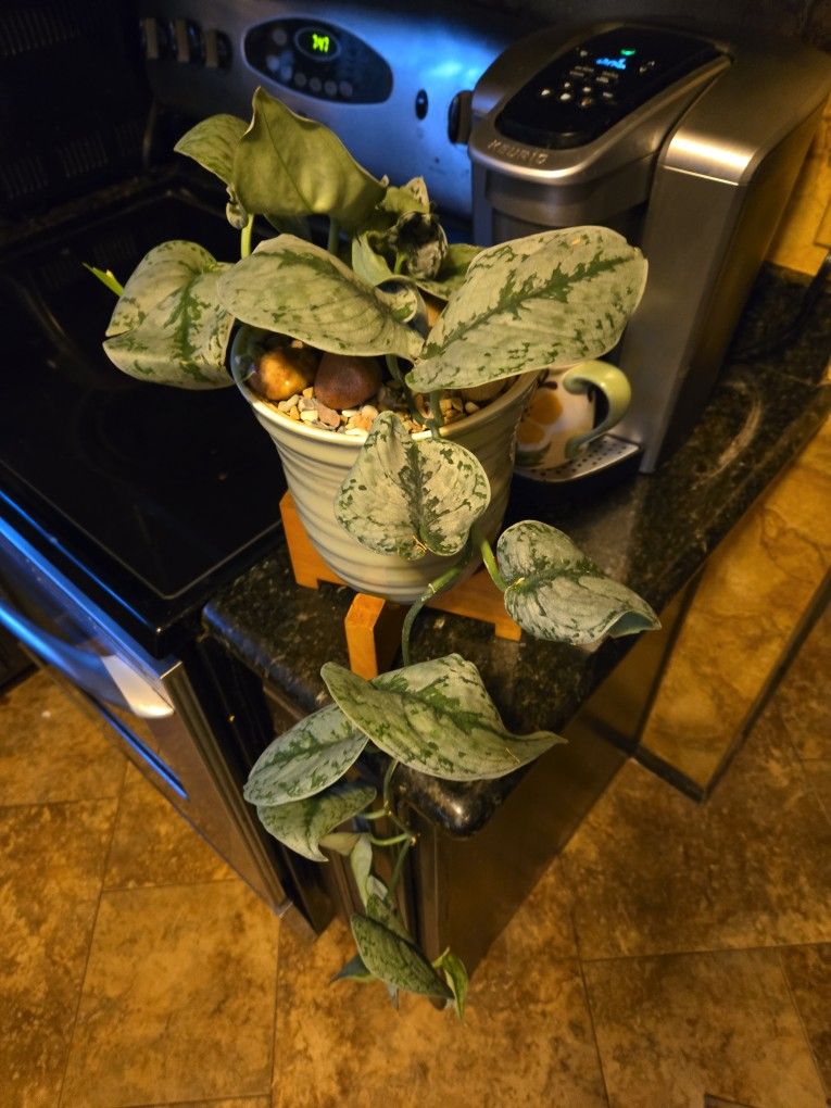 Lovely Live Satin Pothos In  8in Pot Wth Small Stones And  Stand And 