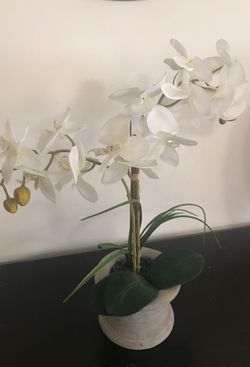 Orchid plant