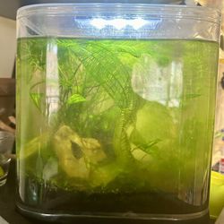 Beautiful Small Fish Tank With Live Plants, Tank Top With Led Lights 