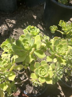Succulent plants